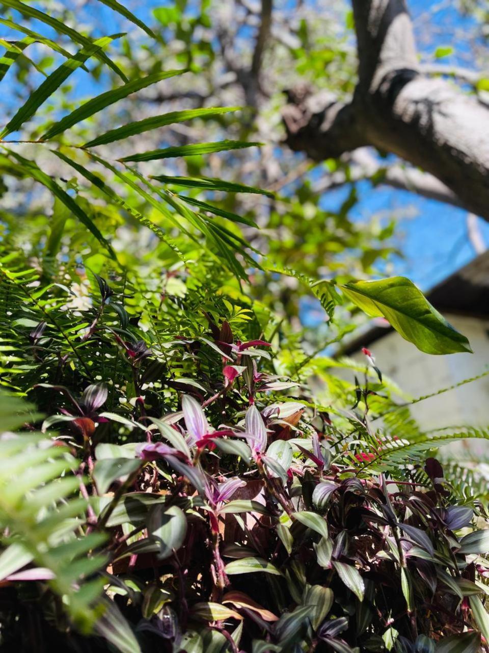 Posada Mana San Juan La Laguna Eksteriør bilde